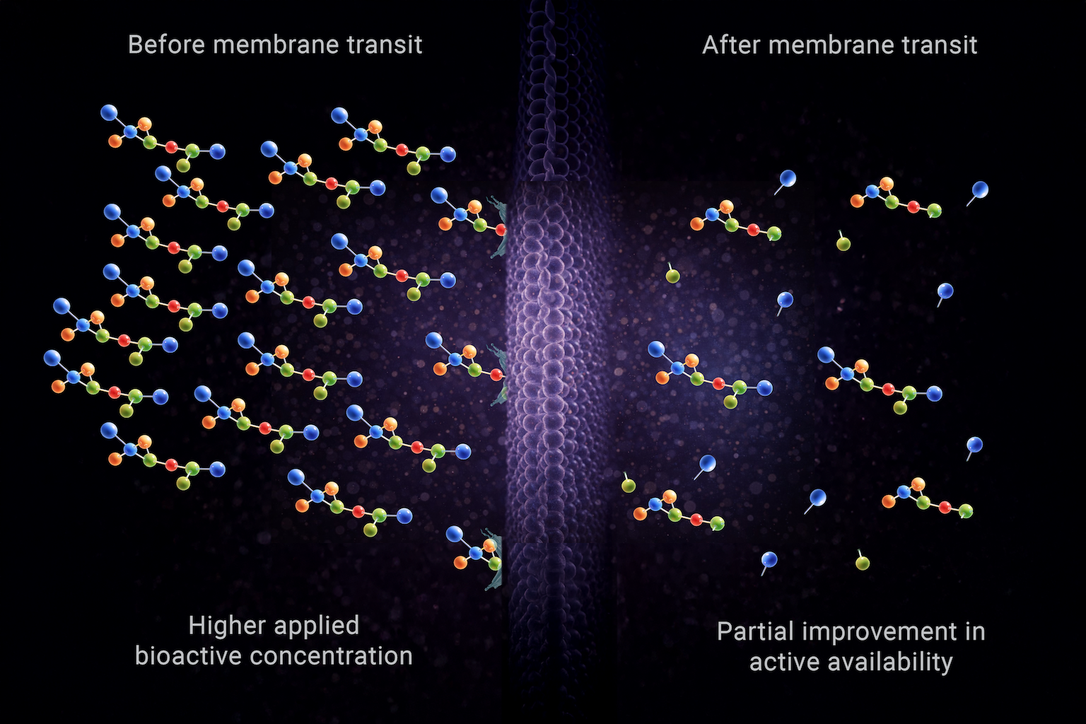 Higher applied bioactive concentration before membrane transit showing partial preservation of intact molecules after transit, demonstrating that increased dose does not proportionally improve active availability.