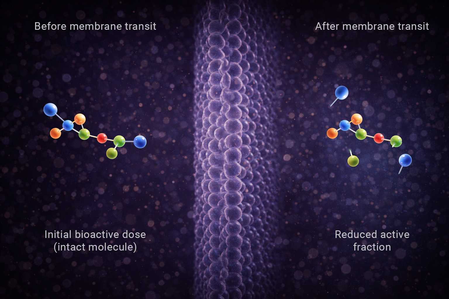 Unprotected natural bioactive molecule before and after membrane transit, illustrating molecular degradation and loss of active components during passage across a biological membrane.